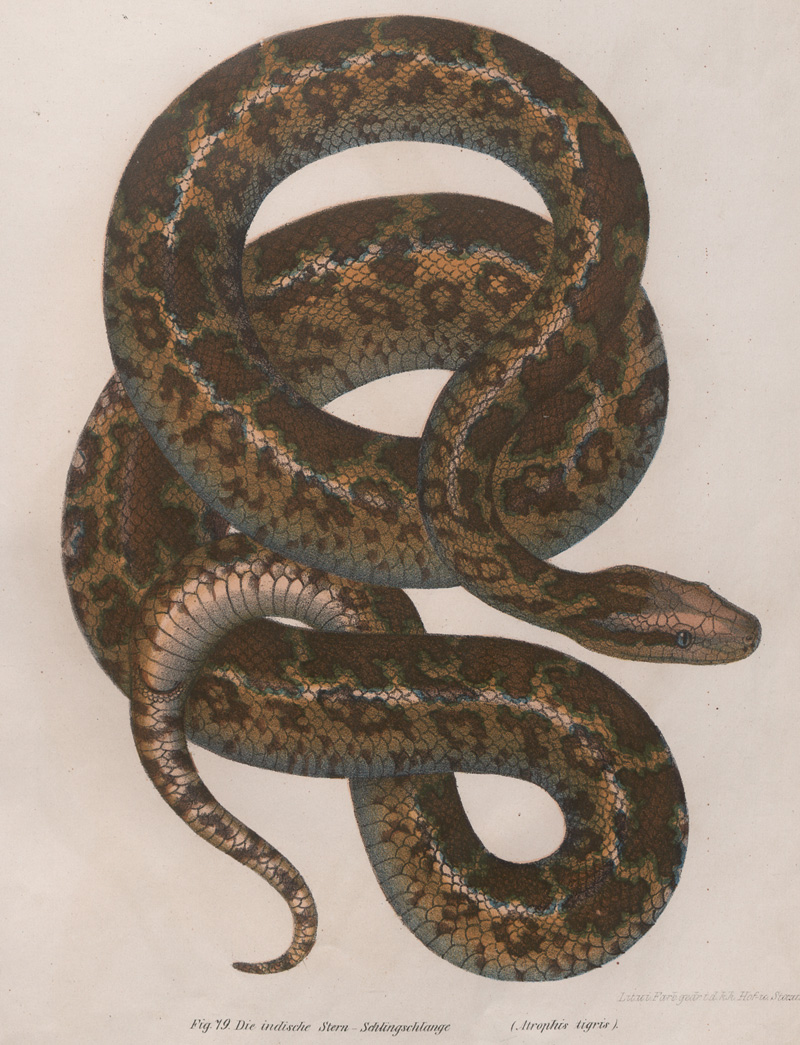 Lot 369, Auction 126, Fitzinger, Leopold Joseph, Bilder-Atlas zur wissenschaftlich-populären Naturgeschichte der Amphibien