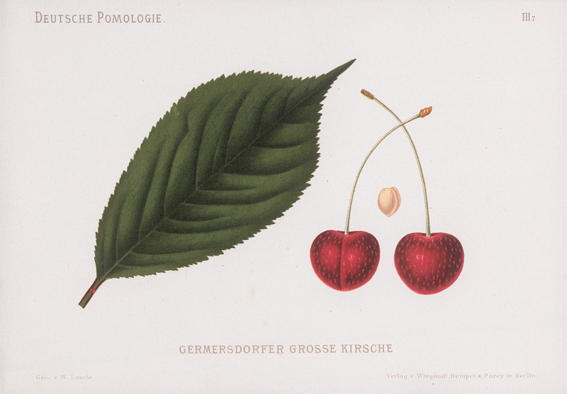 Lot 371, Auction 126, Lauche, Wilhelm, Deutsche Pomologie, 1882-1883