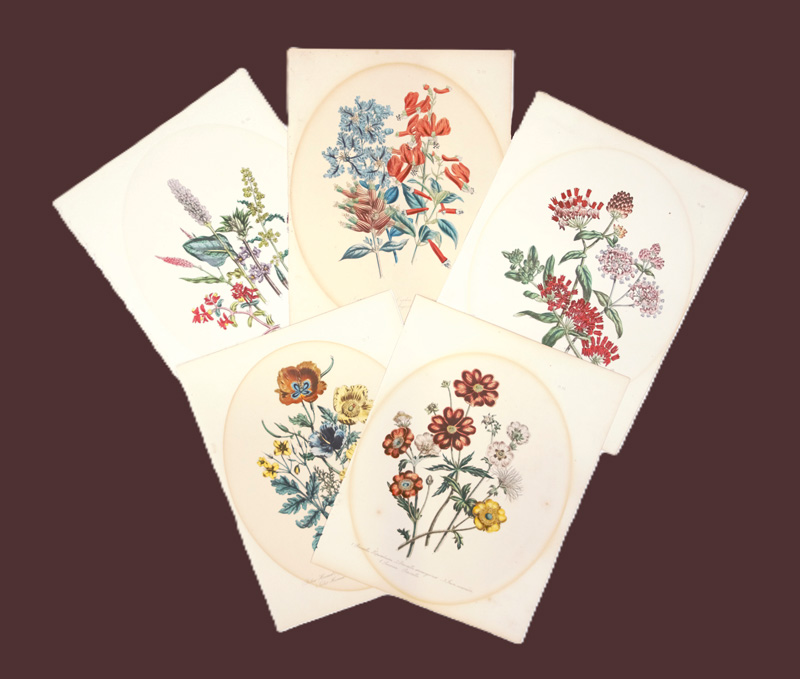 Lot 373, Auction 126, Loudon, Jane, 10 kolorierte lithographische Blumentafeln