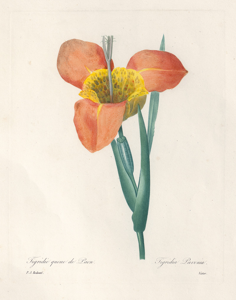 Lot 379, Auction 126, Redouté, Pierre Joseph, Tigridie queue de Paon