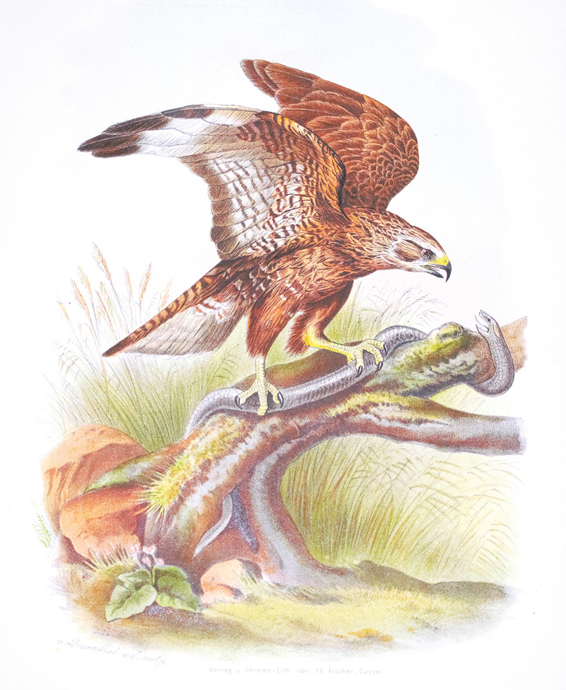 Lot 381, Auction 126, Riesenthal, Otto von, Die Raubvögel Deutschlands