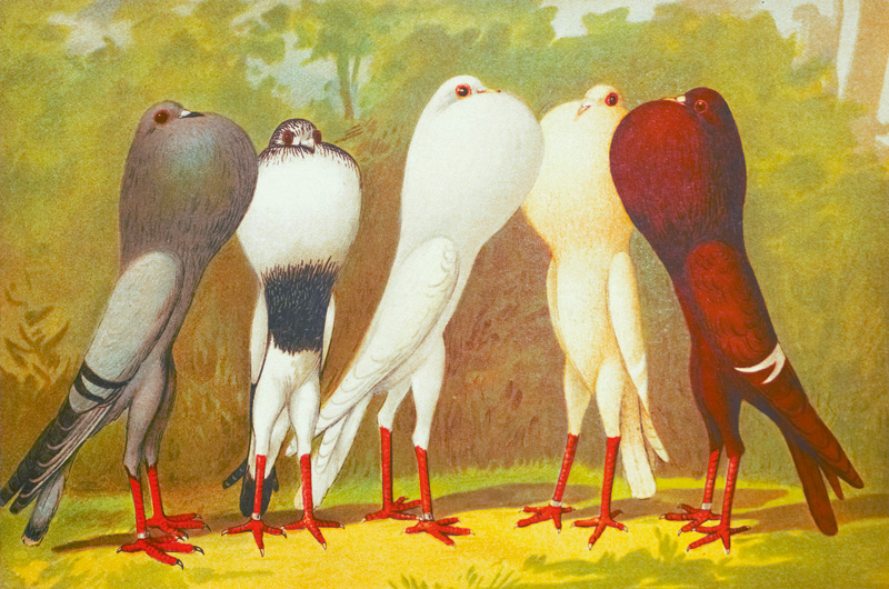 Lot 382, Auction 126, Schachtzabel, Emil, Illustriertes Prachtwerk sämtlicher Tauben-Rassen