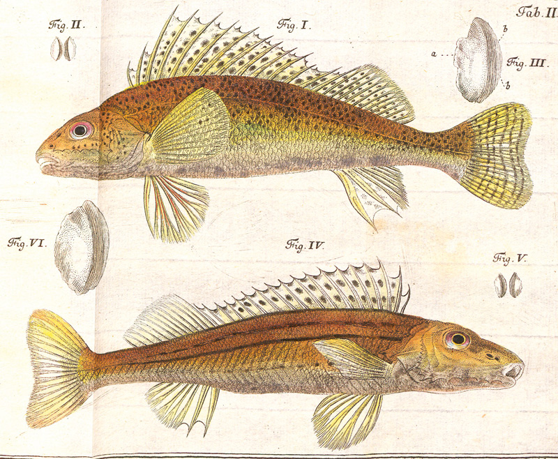 Lot 383, Auction  126, Schäffer, Jakob Christian, Piscium Bavarico-Ratisbonensium pentas