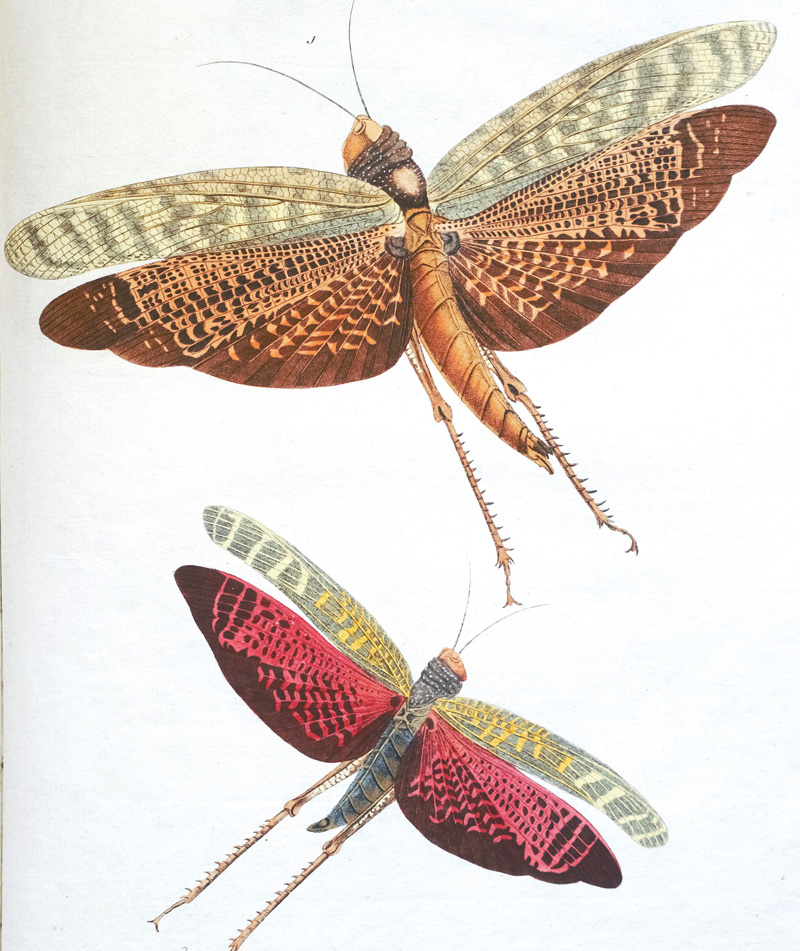 Lot 385, Auction 126, Stoll, Caspar, Natuurlyke Afbeeldingen en Beschryvingen der Spooken. Amsterdam, J. C. Sepp, 1787