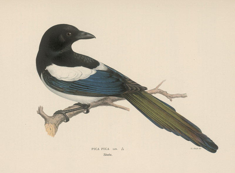 Lot 387, Auction 126, Wright, Magnus Wilhelm, Svenska faglar efter naturen