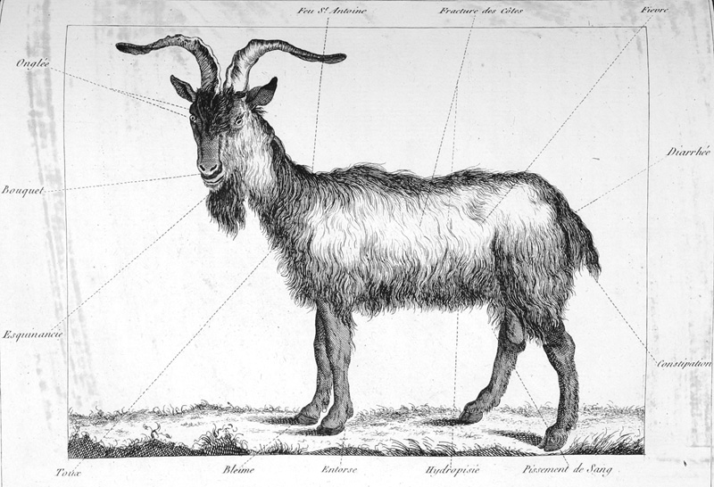 Lot 397, Auction 126, Liger, Louis, La nouvelle maison rustique